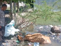 4 Sapi Mati Misterius di Majene. Apa yang Terjadi?