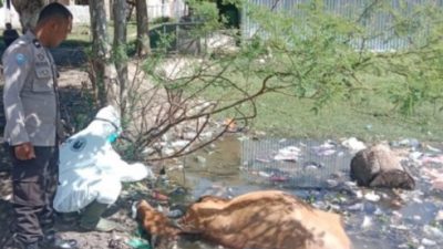 sapi mati misterius majene