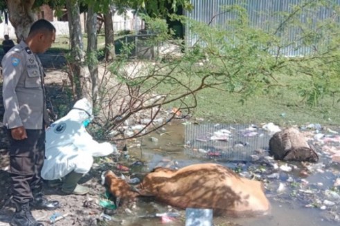 sapi mati misterius majene