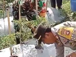Sinergi TNI/Polri di Bambalamotu: Ubah Lahan Terbengkalai Jadi Sentra Produksi Cabai untuk Ketahanan Pangan