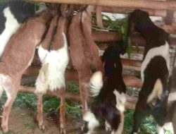 ‎Pengusaha Kambing di Majene Diduga Tertipu, Rugi Ratusan Juta Rupiah